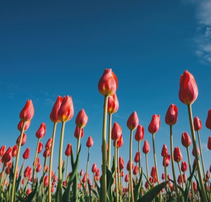 Photo Skin type spring