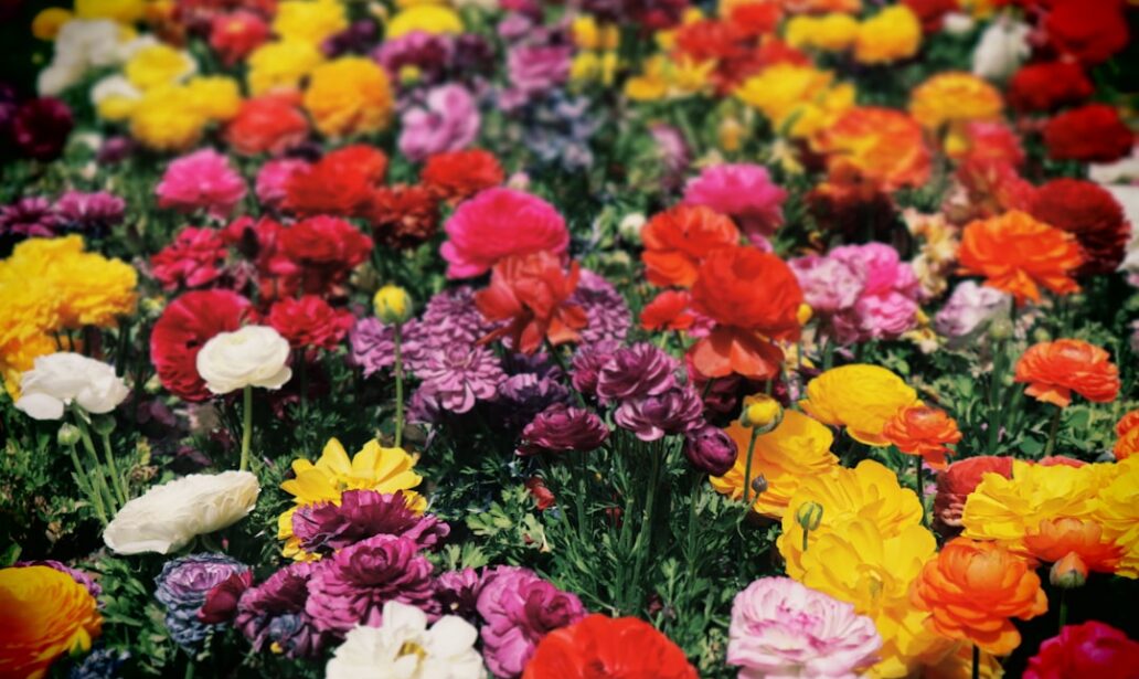 Photo Colorful flowers