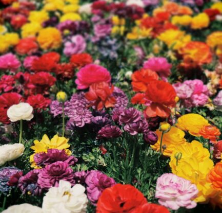 Photo Colorful flowers